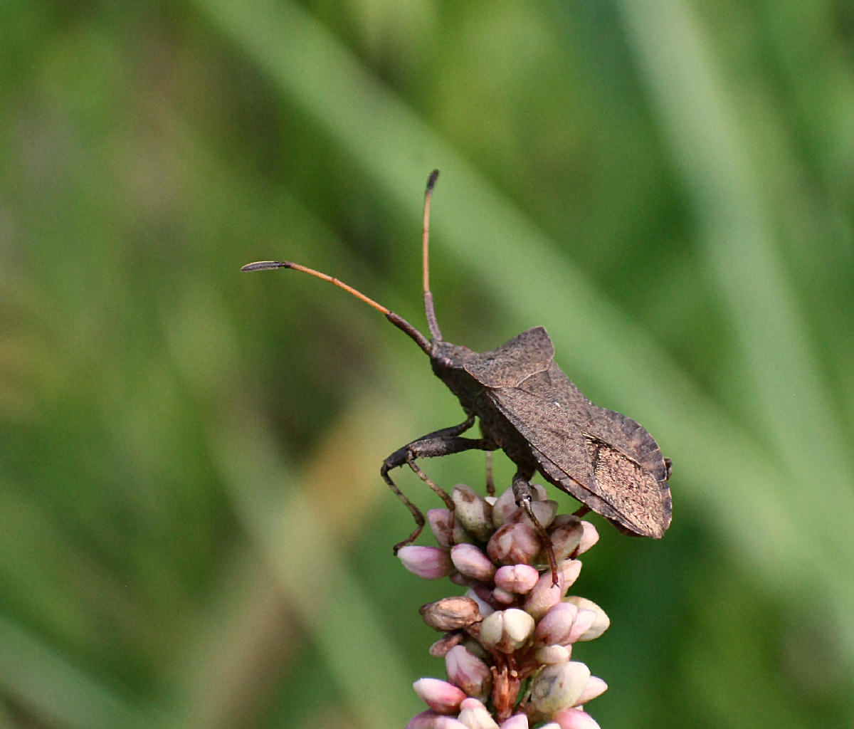 Coreus marginatus